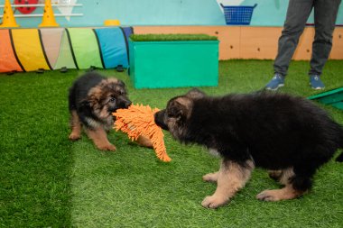 Safkan Alman çoban köpekleri bir köpek otelinde oynuyorlar..