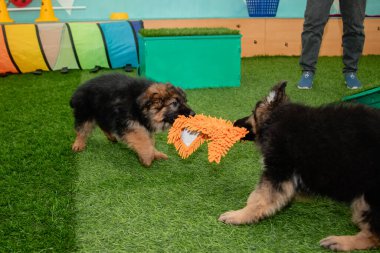 Safkan Alman çoban köpekleri bir köpek otelinde oynuyorlar..