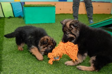 Safkan Alman çoban köpekleri bir köpek otelinde oynuyorlar..