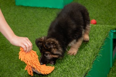 Safkan Alman çoban köpekleri bir köpek otelinde oynuyorlar..