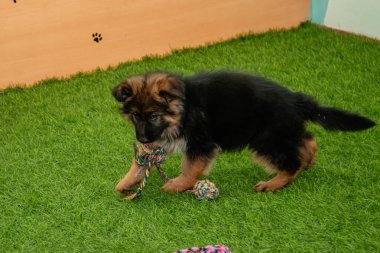 Safkan Alman çoban köpekleri bir köpek otelinde oynuyorlar..