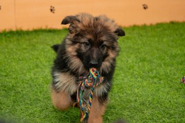 Safkan Alman çoban köpekleri bir köpek otelinde oynuyorlar..