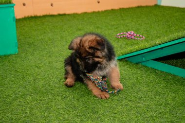 Safkan Alman çoban köpekleri bir köpek otelinde oynuyorlar..