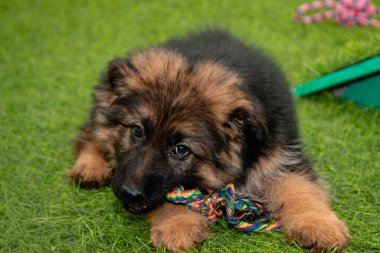 Safkan Alman çoban köpekleri bir köpek otelinde oynuyorlar..
