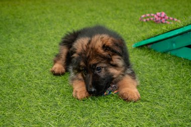 Safkan Alman çoban köpekleri bir köpek otelinde oynuyorlar..