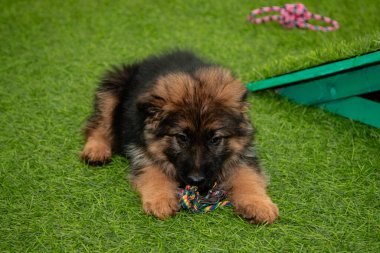 Safkan Alman çoban köpekleri bir köpek otelinde oynuyorlar..