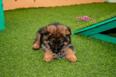 Safkan Alman çoban köpekleri bir köpek otelinde oynuyorlar..