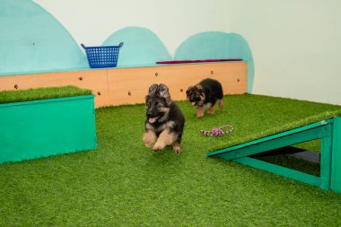 Safkan Alman çoban köpekleri bir köpek otelinde oynuyorlar..