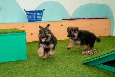 Safkan Alman çoban köpekleri bir köpek otelinde oynuyorlar..