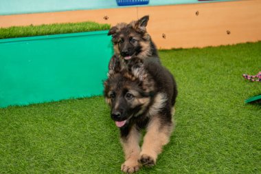 Safkan Alman çoban köpekleri bir köpek otelinde oynuyorlar..