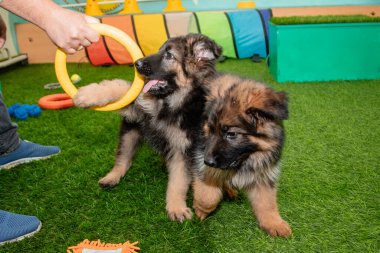 Safkan Alman çoban köpekleri bir köpek otelinde oynuyorlar..
