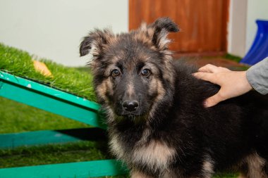 Safkan Alman çoban köpekleri bir köpek otelinde oynuyorlar..