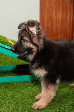 Safkan Alman çoban köpekleri bir köpek otelinde oynuyorlar..