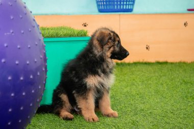 Safkan Alman çoban köpekleri bir köpek otelinde oynuyorlar..