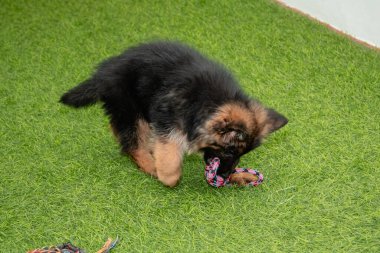 Safkan Alman çoban köpekleri bir köpek otelinde oynuyorlar..