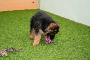 Safkan Alman çoban köpekleri bir köpek otelinde oynuyorlar..