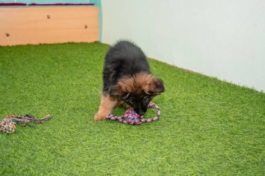 Safkan Alman çoban köpekleri bir köpek otelinde oynuyorlar..