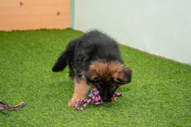 Safkan Alman çoban köpekleri bir köpek otelinde oynuyorlar..