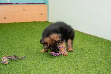 Safkan Alman çoban köpekleri bir köpek otelinde oynuyorlar..