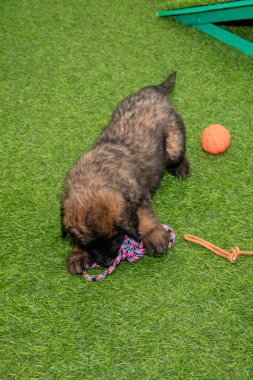 Leonberger yavruları bir köpek kulübesinde koşup oynuyorlar..