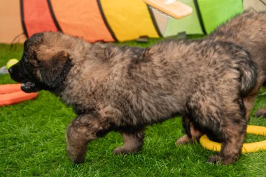 Leonberger yavruları bir köpek kulübesinde koşup oynuyorlar..