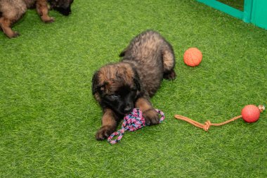 Leonberger yavruları bir köpek kulübesinde koşup oynuyorlar..