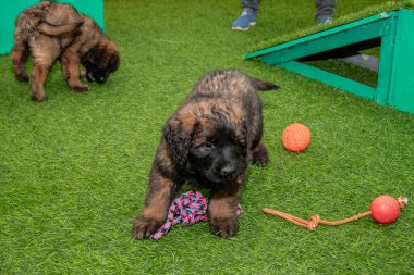Leonberger yavruları bir köpek kulübesinde koşup oynuyorlar..