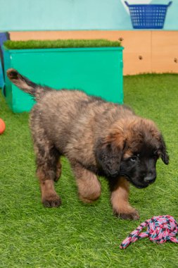 Leonberger yavruları bir köpek kulübesinde koşup oynuyorlar..