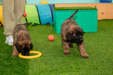 Leonberger yavruları bir köpek kulübesinde koşup oynuyorlar..