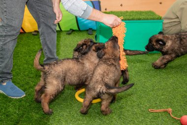Leonberger yavruları bir köpek kulübesinde koşup oynuyorlar..