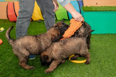 Leonberger yavruları bir köpek kulübesinde koşup oynuyorlar..