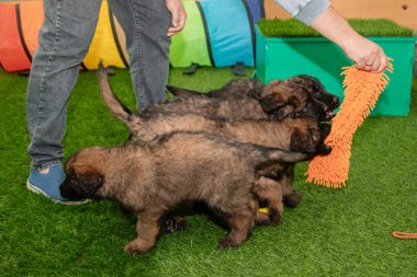 Leonberger yavruları bir köpek kulübesinde koşup oynuyorlar..