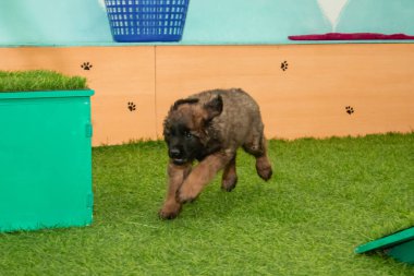 Leonberger yavruları bir köpek kulübesinde koşup oynuyorlar..