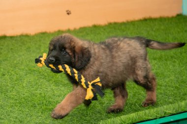 Leonberger yavruları bir köpek kulübesinde koşup oynuyorlar..