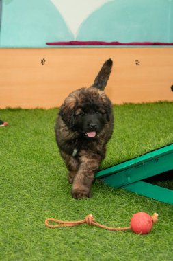 Leonberger yavruları bir köpek kulübesinde koşup oynuyorlar..