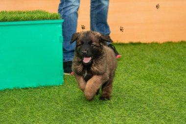 Leonberger yavruları bir köpek kulübesinde koşup oynuyorlar..