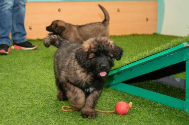 Leonberger yavruları bir köpek kulübesinde koşup oynuyorlar..