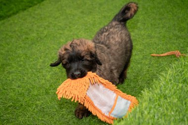Leonberger yavruları bir köpek kulübesinde koşup oynuyorlar..