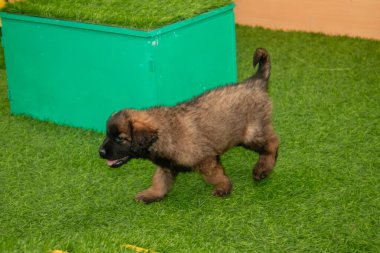Leonberger yavruları bir köpek kulübesinde koşup oynuyorlar..
