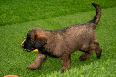 Leonberger yavruları bir köpek kulübesinde koşup oynuyorlar..