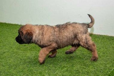 Leonberger yavruları bir köpek kulübesinde koşup oynuyorlar..