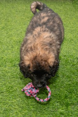 Leonberger yavruları bir köpek kulübesinde koşup oynuyorlar..