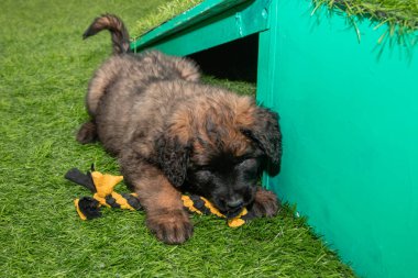 Leonberger yavruları bir köpek kulübesinde koşup oynuyorlar..