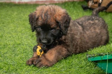 Leonberger yavruları bir köpek kulübesinde koşup oynuyorlar..