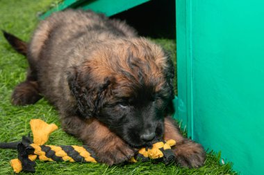 Leonberger yavruları bir köpek kulübesinde koşup oynuyorlar..