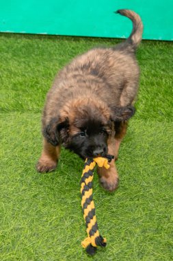 Leonberger yavruları bir köpek kulübesinde koşup oynuyorlar..