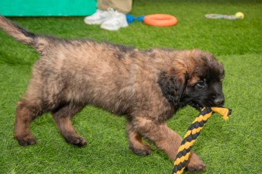Leonberger yavruları bir köpek kulübesinde koşup oynuyorlar..