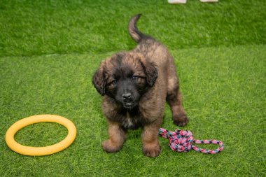 Leonberger yavruları bir köpek kulübesinde koşup oynuyorlar..