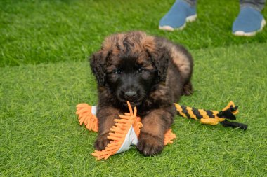 Leonberger yavruları bir köpek kulübesinde koşup oynuyorlar..