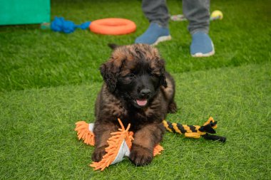 Leonberger yavruları bir köpek kulübesinde koşup oynuyorlar..